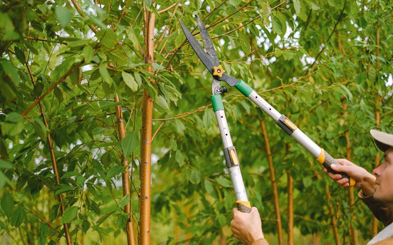 Tree trimming in Buckhannon, WV